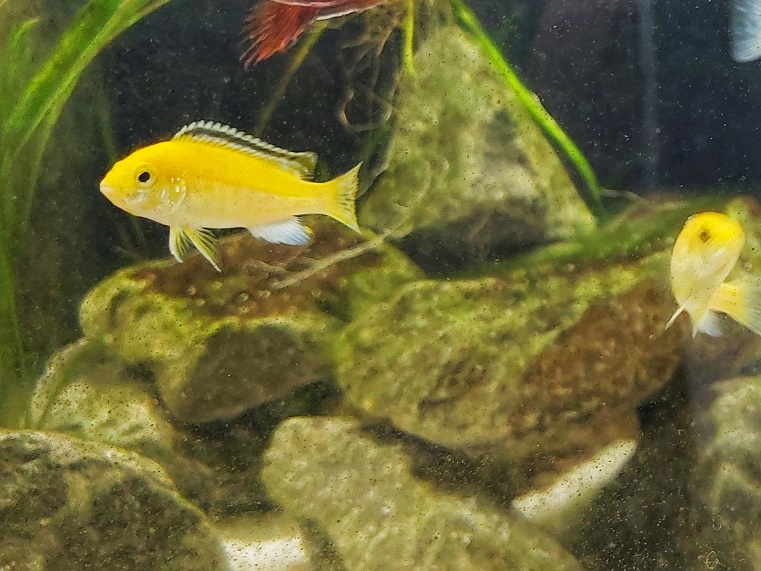 Gelber Maulbrüter - lat. Labidochromis caeruleus 