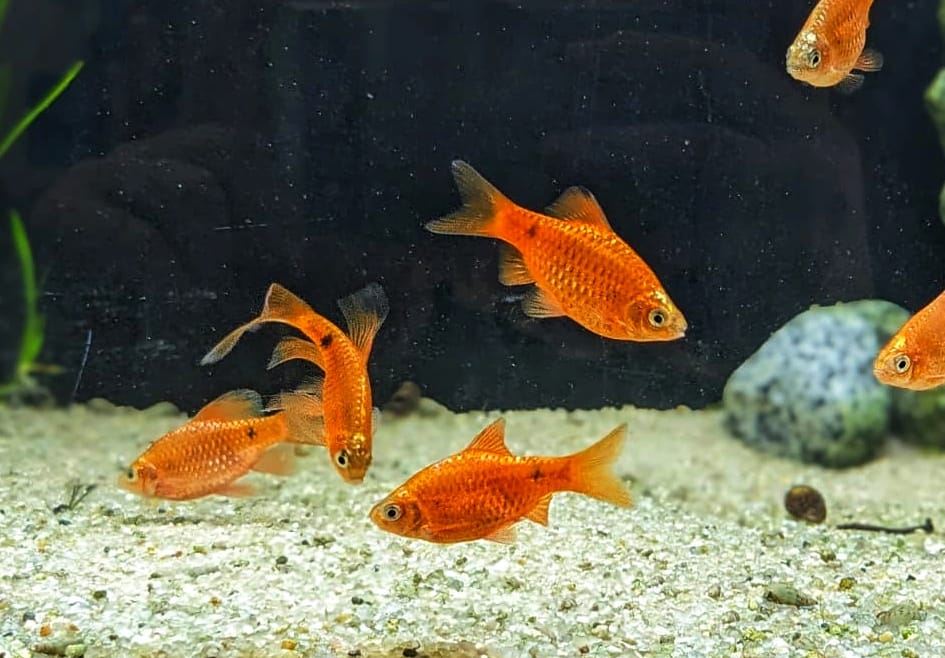 Prachtbarbe  - lat. Pethia conchonius