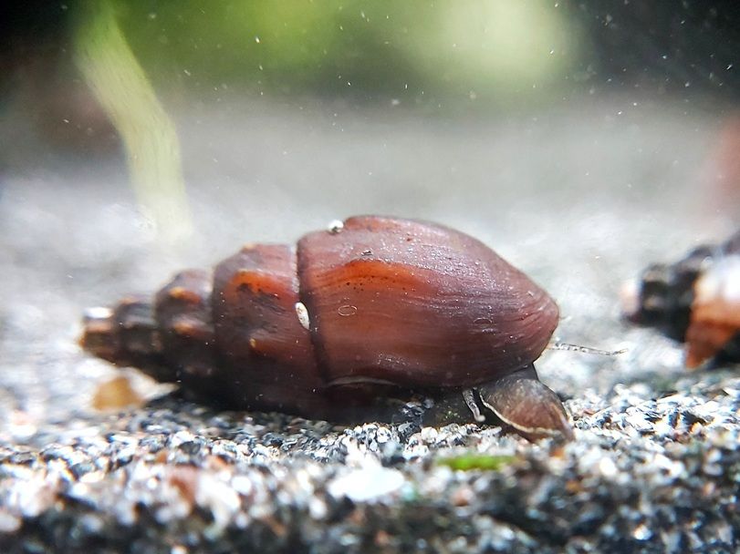 Mittelmeer Kronenschnecke - lat. Melanopsis praemorsa