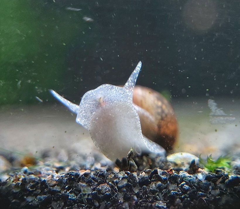 Yoda Schnecke (Eiförmige Schlammschnecke) - lat. Radix balthica