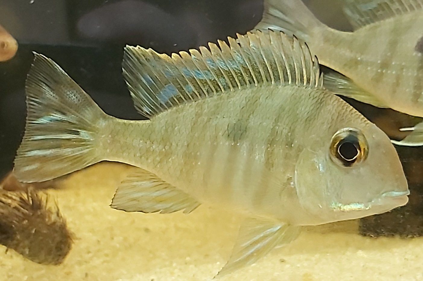Rothaupen Erdfresser - lat. Geophagus sp. tapajas red Head
