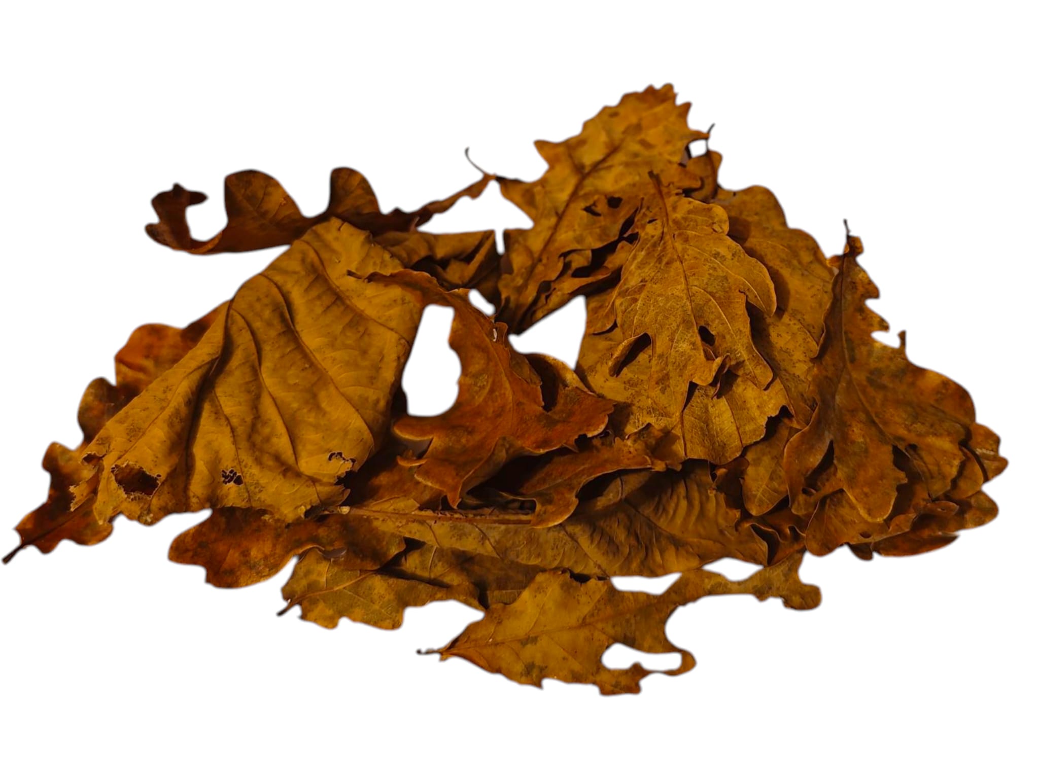 Stieleiche Herbstlaub - pH Wert senkend