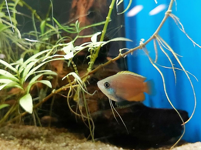Zuchtbericht Honiggurami - Trichogaster Chuna Zuchtbericht Honiggurami - Trichogaster Chuna