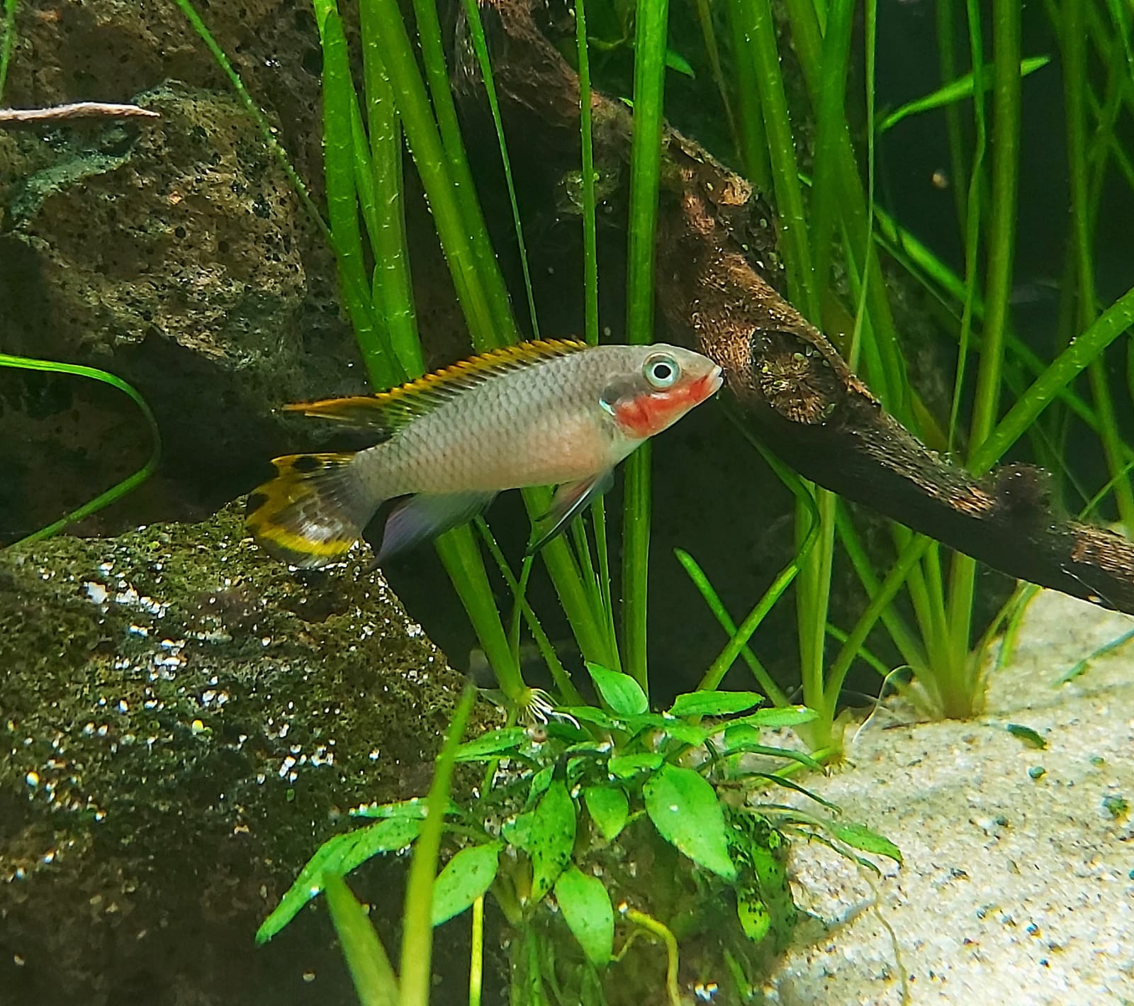 Smaragdprachtbarsch - lat. Pelvicachromis taeniatus nigeria red