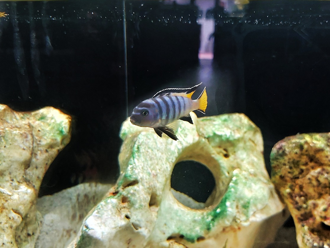Mpanga Schmalbarsch - lat. Chindongo sp. elongatus mpanga