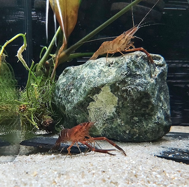 Indische Schokogarnele - lat. Macrobrachium dayanum 