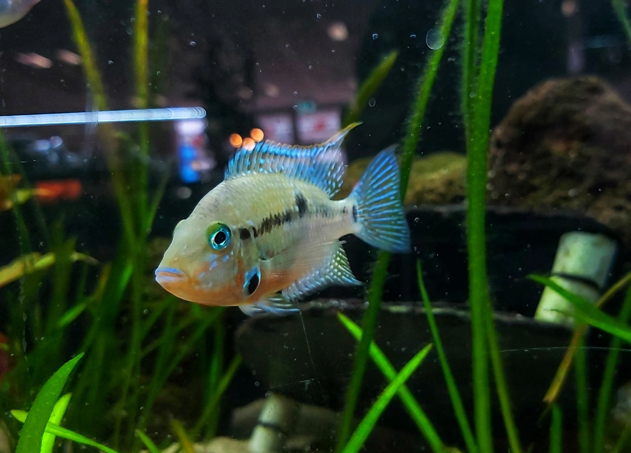 Feuermaulbuntbarsch - lat. Thorichthys meeki
