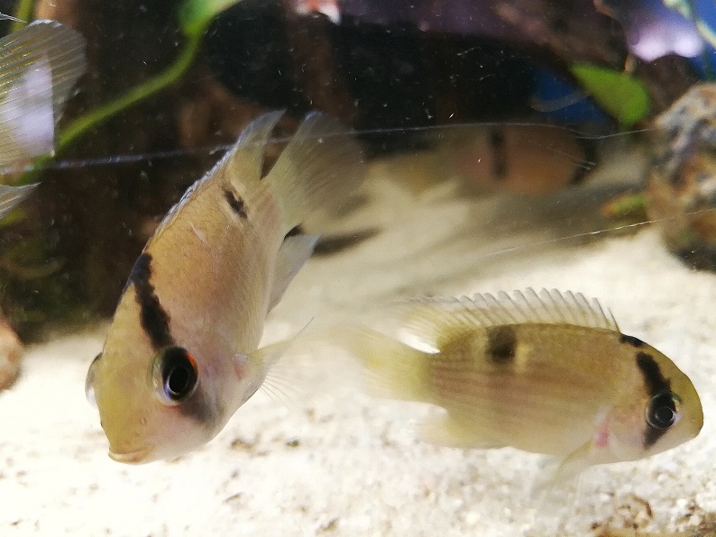 Maronibuntbarsch - lat. Cleithracara maronii