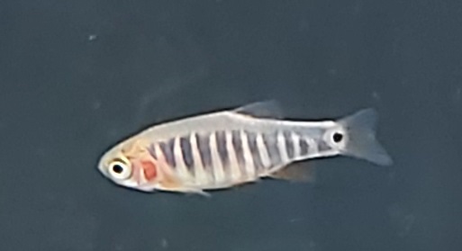 Zuchtbericht Querstreifenbärbling - Danio erythromicron Zuchtbericht Querstreifenbärbling - Danio erythromicron