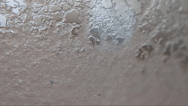 Microwürmer - Aufzuchtfutter für Fischlarven Microwürmer - Aufzuchtfutter für Fischlarven