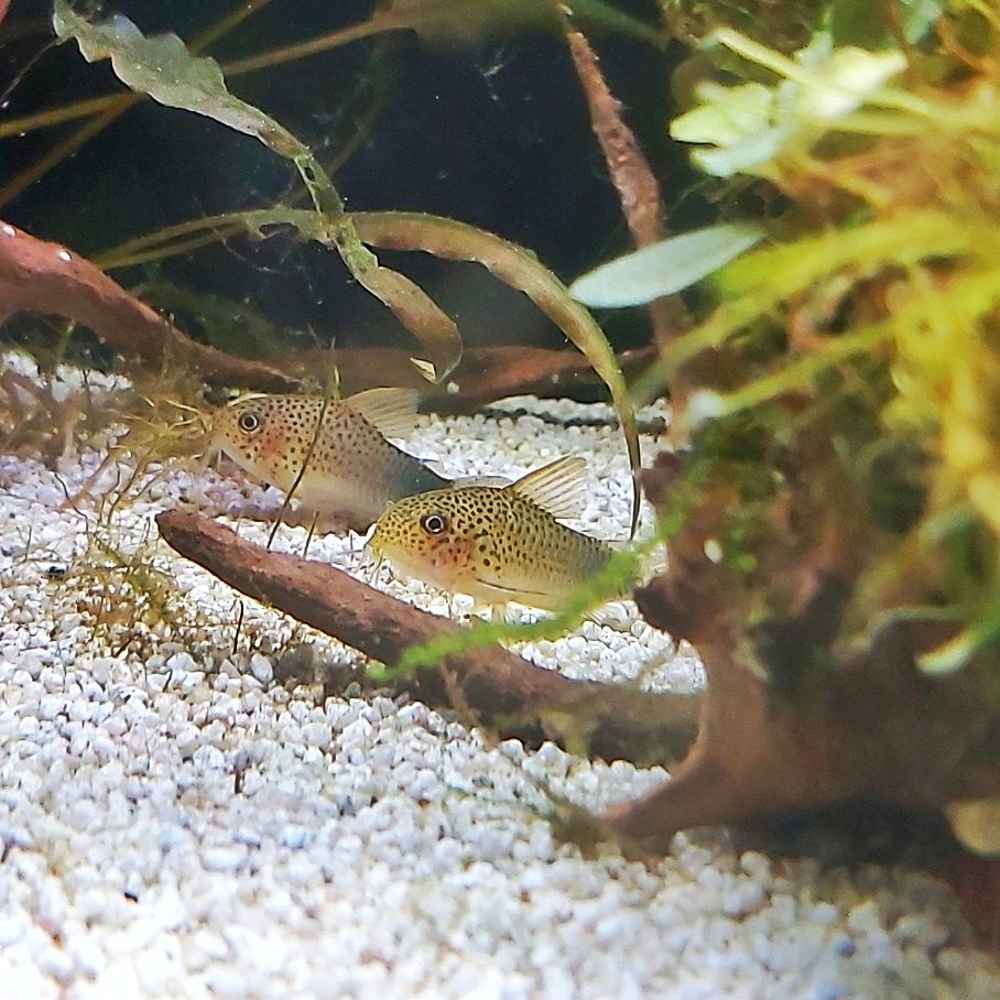 Similis Panzerwels - lat. Corydoras Similis