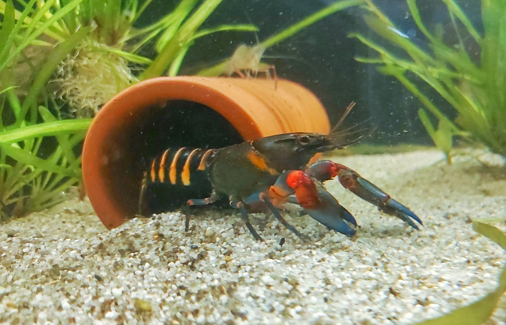 Tigerkrebs - lat. Cherax peknyi
