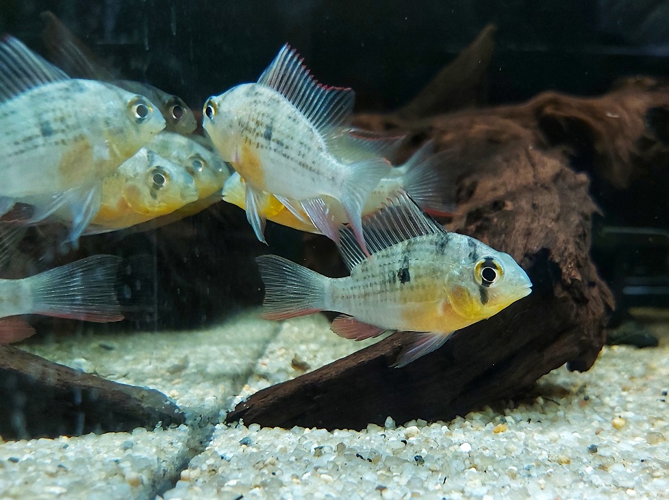 Zuchtbericht bolivianischer Schmetterlingsbuntbarsch - Mikrogeophagus altispinosus Zuchtbericht bolivianischer Schmetterlingsbuntbarsch - Mikrogeophagus altispinosus