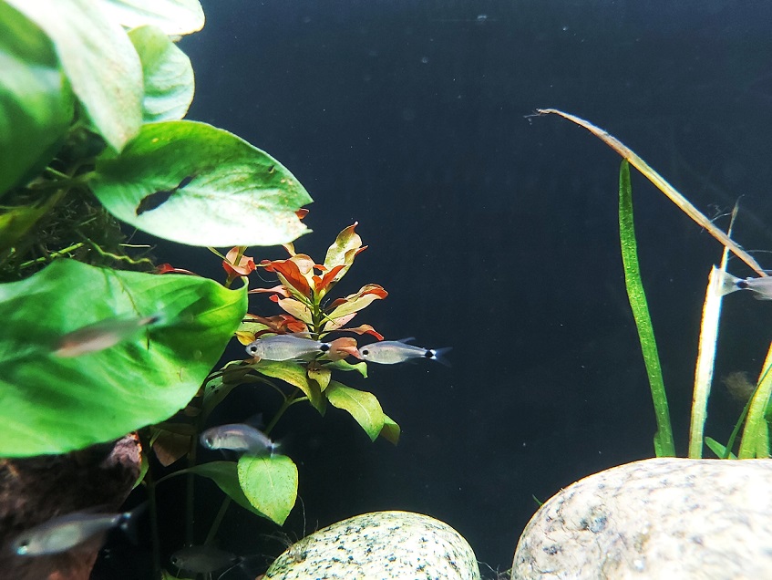 Schilfsalmler - lat. Hyphessobrycon elachys