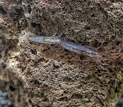 Mini Fächergarnele - lat. Atyoida spinipes