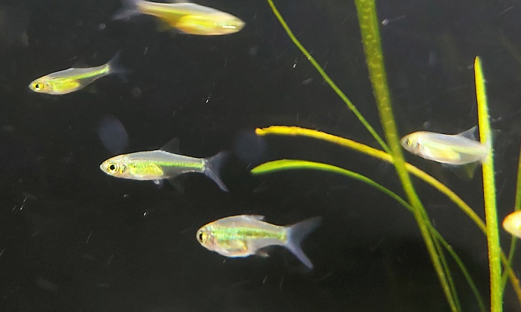 Grüner Neon Bärbling - lat. Microdevario kubotai