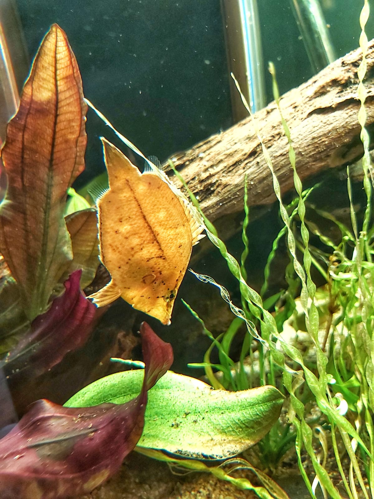 Zuchtbericht Blattfische - Monocirrhus polyacanthus