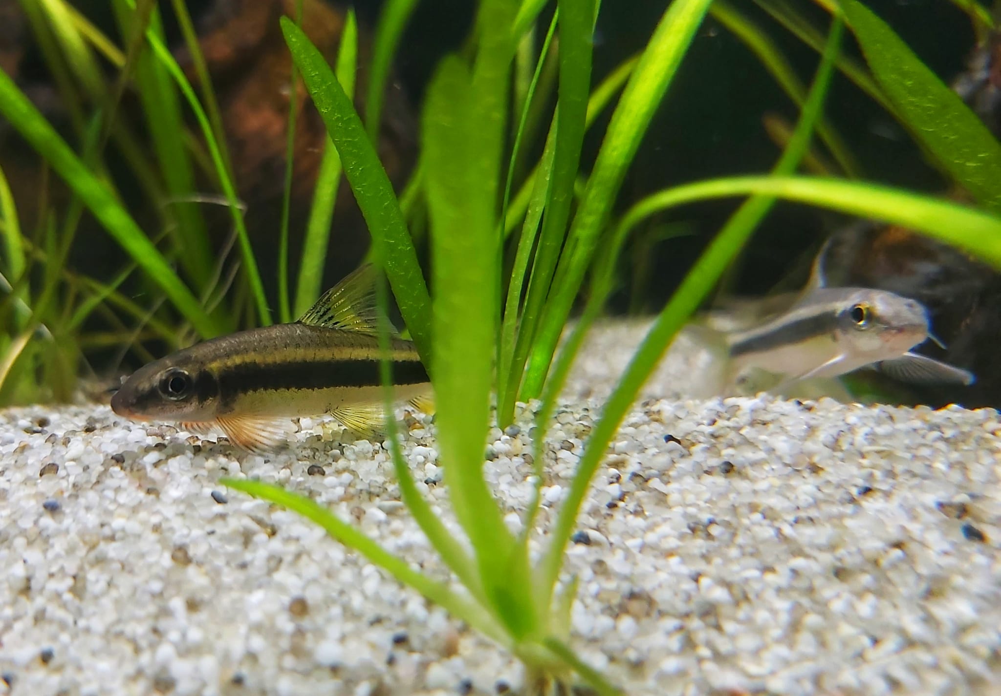 Gestreifte Saugbarbe - lat. Garra cambodgiensis Gestreifte Saugbarbe - lat. Garra cambodgiensis