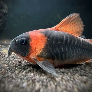 Dreiecks Panzerwels - lat. Corydoras eques 
