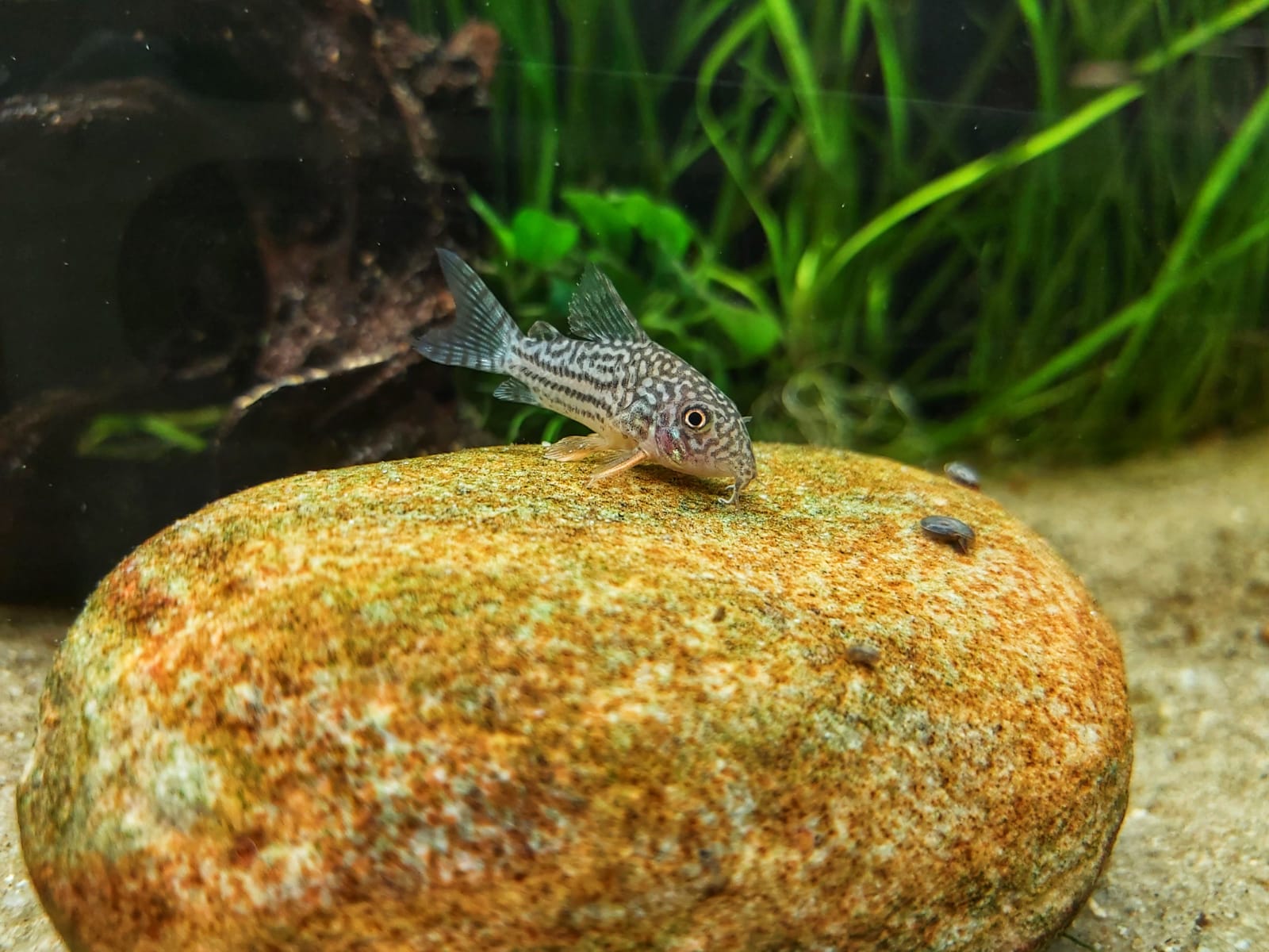 Neue Gattungsnamen der Panzerwelse - Corydoras