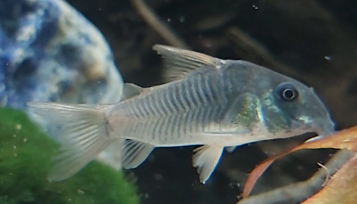 einfarbiger Panzerwels - lat. Corydoras concolor