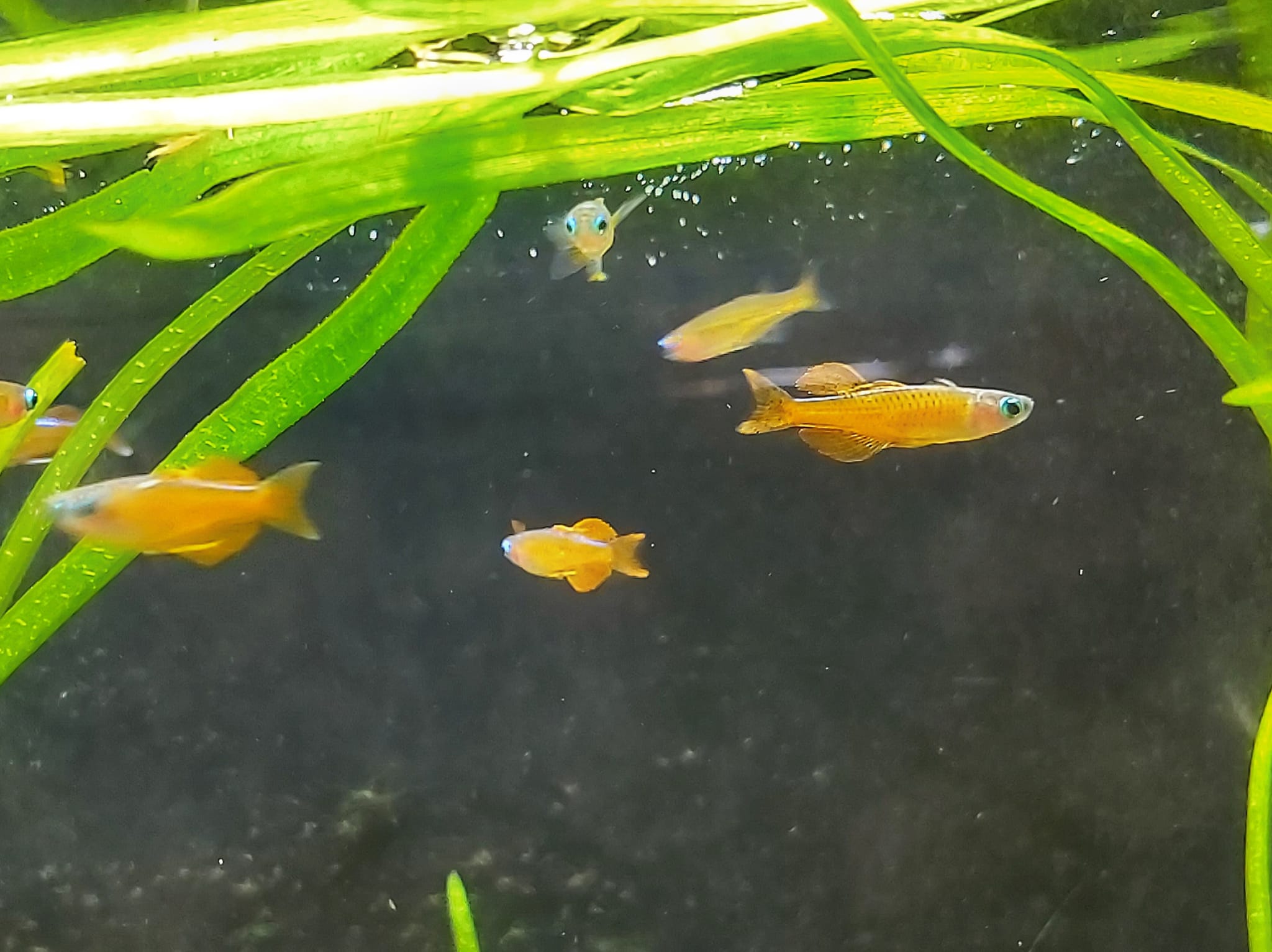 Zuchtbericht rotes Neon Blauauge - Pseudomugil paskai Zuchtbericht rotes Neon Blauauge - Pseudomugil paskai