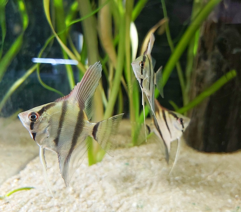 Peru Altumskalar - lat. Pterophyllum altum peruense 