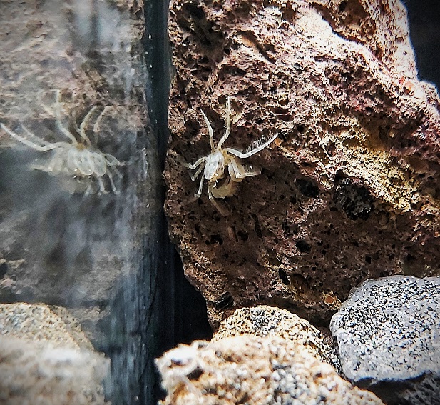 Mikrokrabbe - lat. Limnopilos naiyanetri