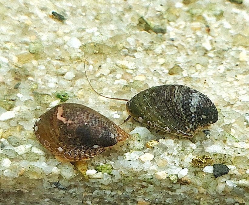 Batmanschnecke - lat. Neritina auriculata 