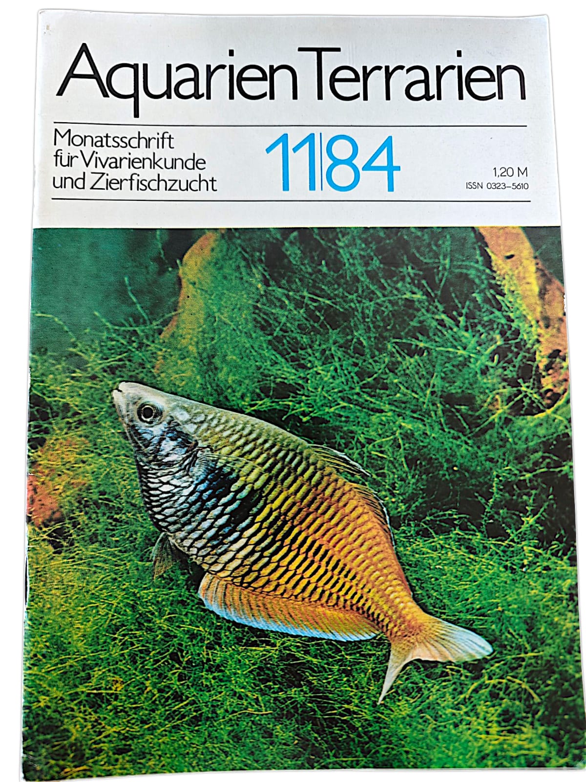 Aquarien Terrarien Monatszeitschrift 11|84 