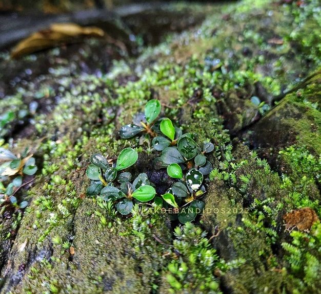 Wasserpflanzen - Warum verlieren sie nach dem Kauf so viele Blätter?