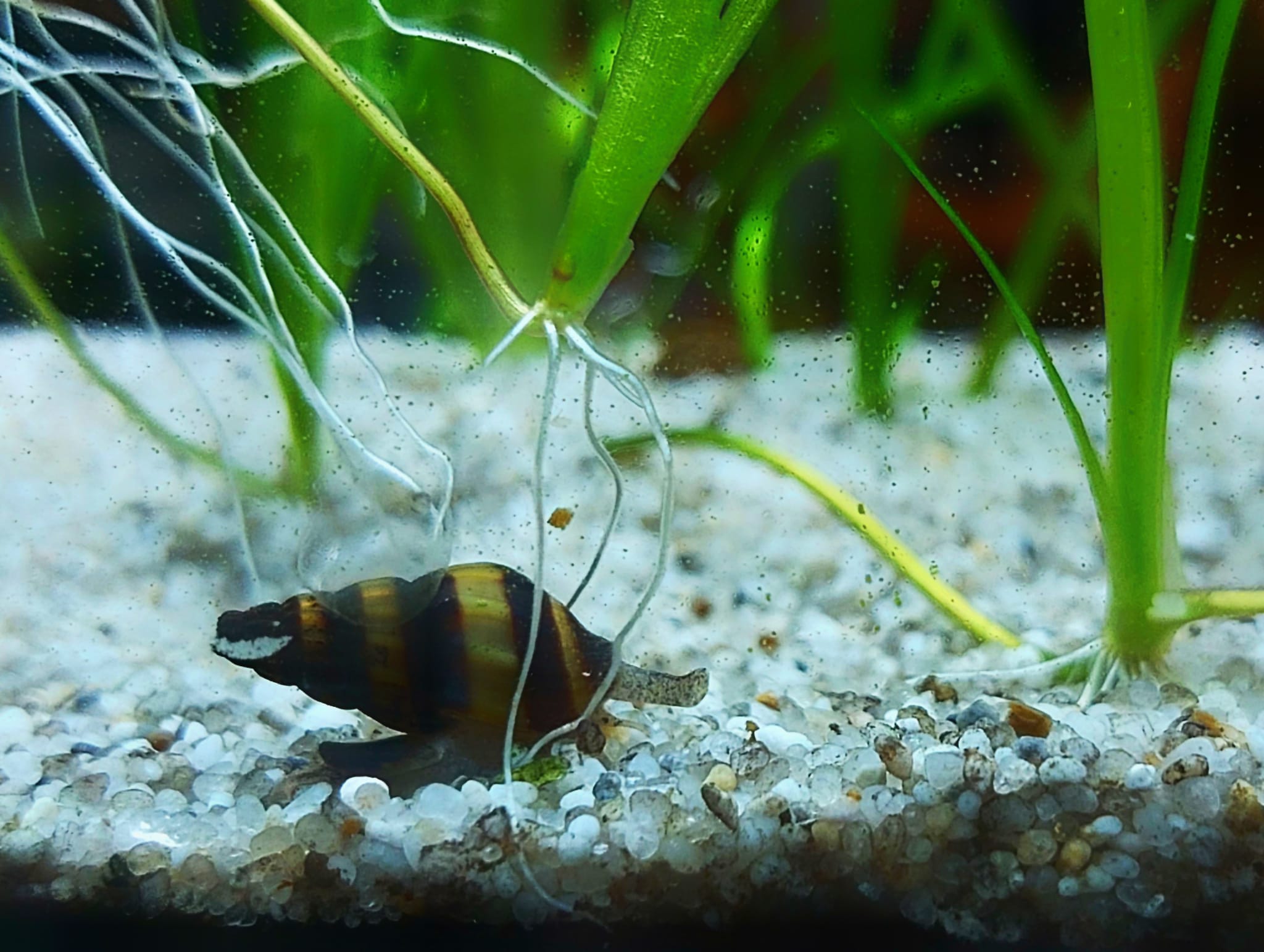 Raubschnecke - lat. Anentome helena 