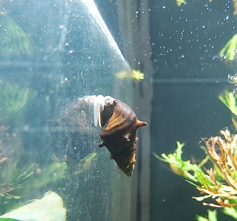 Stachlige Turmdeckelschnecke - lat. Brotia Pagodula 