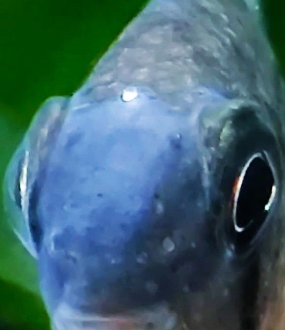 Lochkrankheit bei Barschen im Aquarium Lochkrankheit bei Barschen im Aquarium