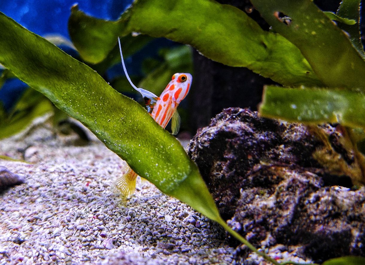 Yasha Grundel - lat. Stonogobiops yasha