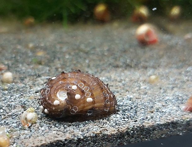 Stachlige Napfschnecke - lat. Neritina juttingae