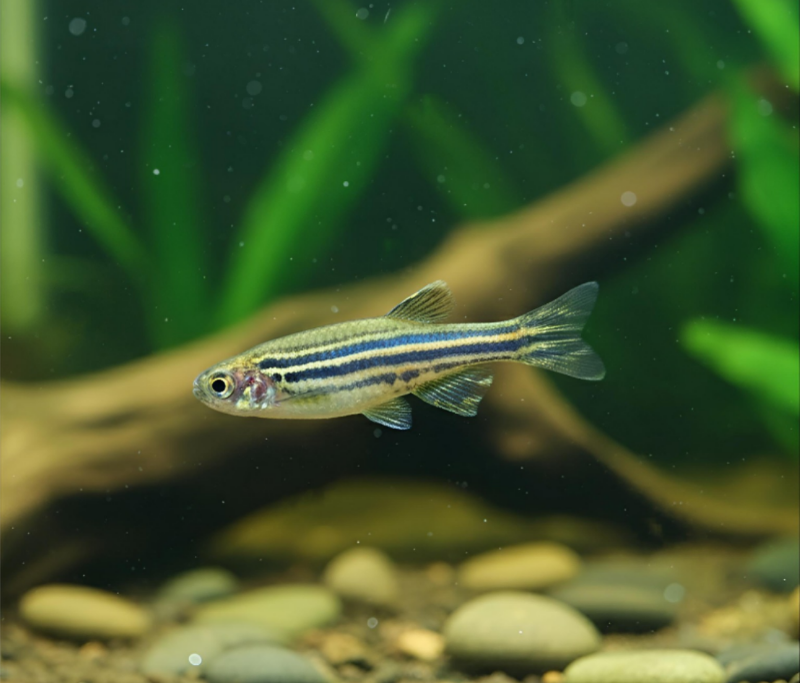 Der Zebrabärbling in der Wissenschaft