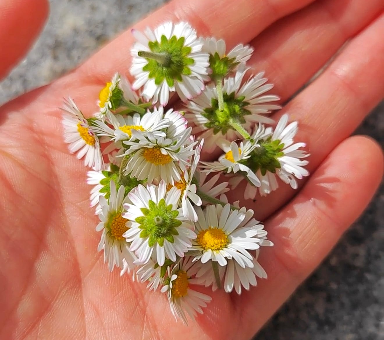 Gänseblümchen und die Auswirkung auf die Wasserwerte im Aquarium Gänseblümchen und die Auswirkung auf die Wasserwerte im Aquarium