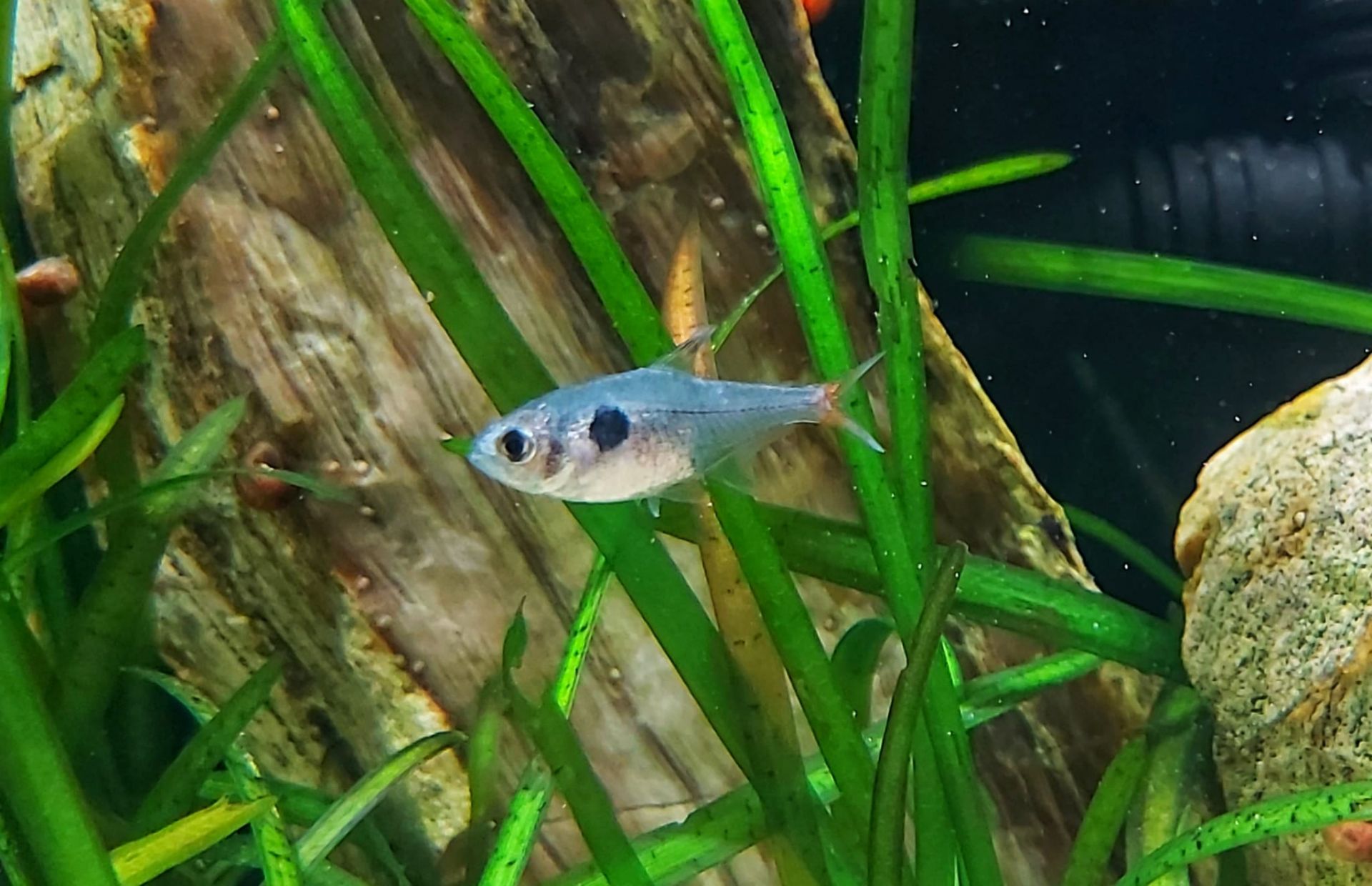  Gelber Phantomsalmler - lat. Hyphessobrycon roseus