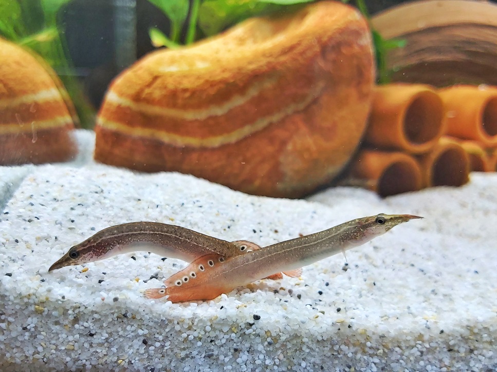 Augenfleckstachelaal  - lat. Macrognathus aculeatus