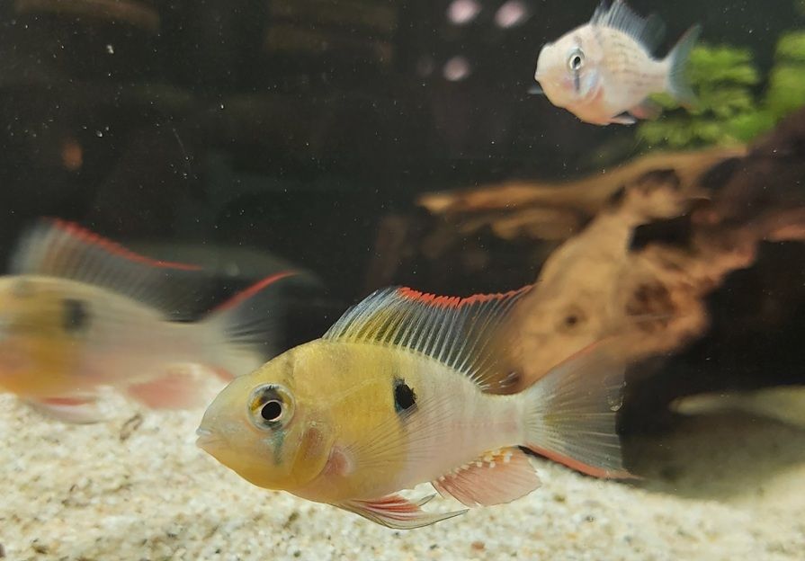 Futter für Zwergbuntbarsche - Futtersorten für Apistogramma und Co Futter für Zwergbuntbarsche - Futtersorten für Apistogramma und Co