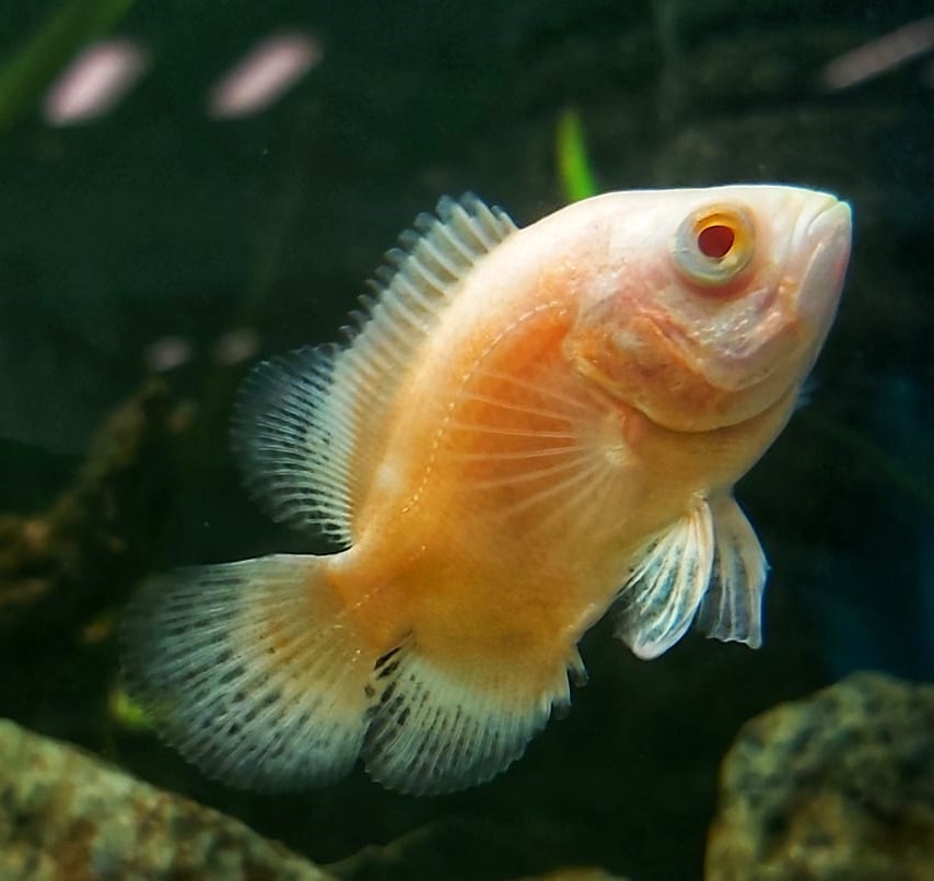 Fräskopfwürmer bei Zierfischen