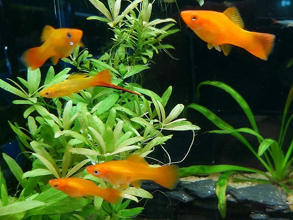 Schwertträger - lat. Xiphophorus helleri