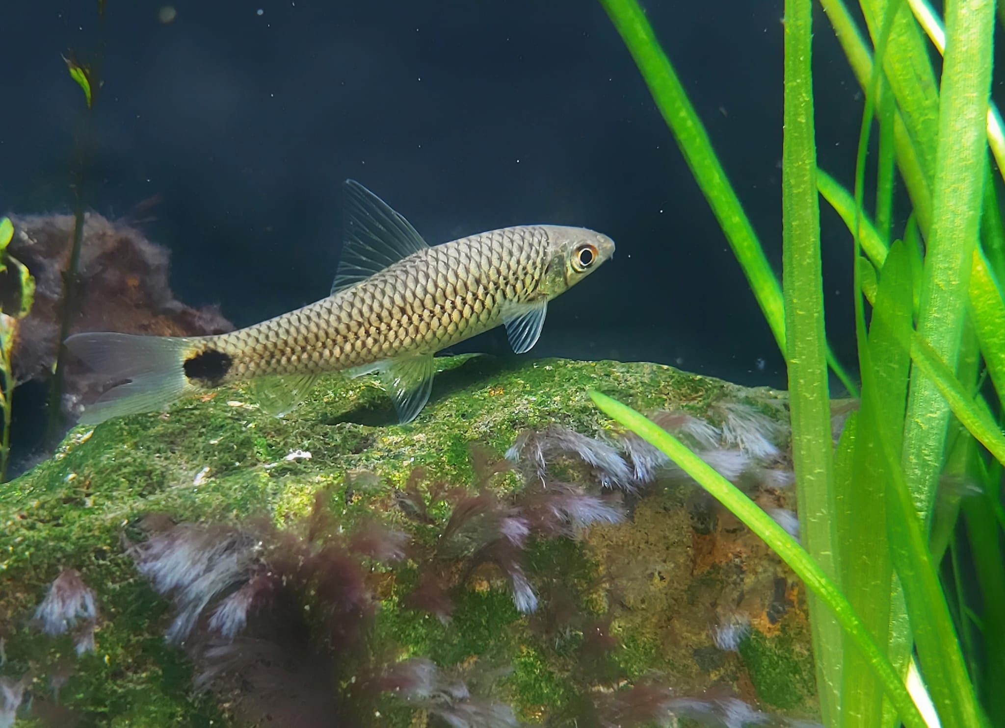 Schwanzfleck Algenfresser - lat. Crossocheilus reticulatus 