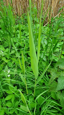 Gemeines Schilfrohr - lat. Phragmites australis 
