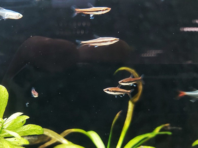  Längsband Ziersalmler - lat. Nannostomus beckfordi