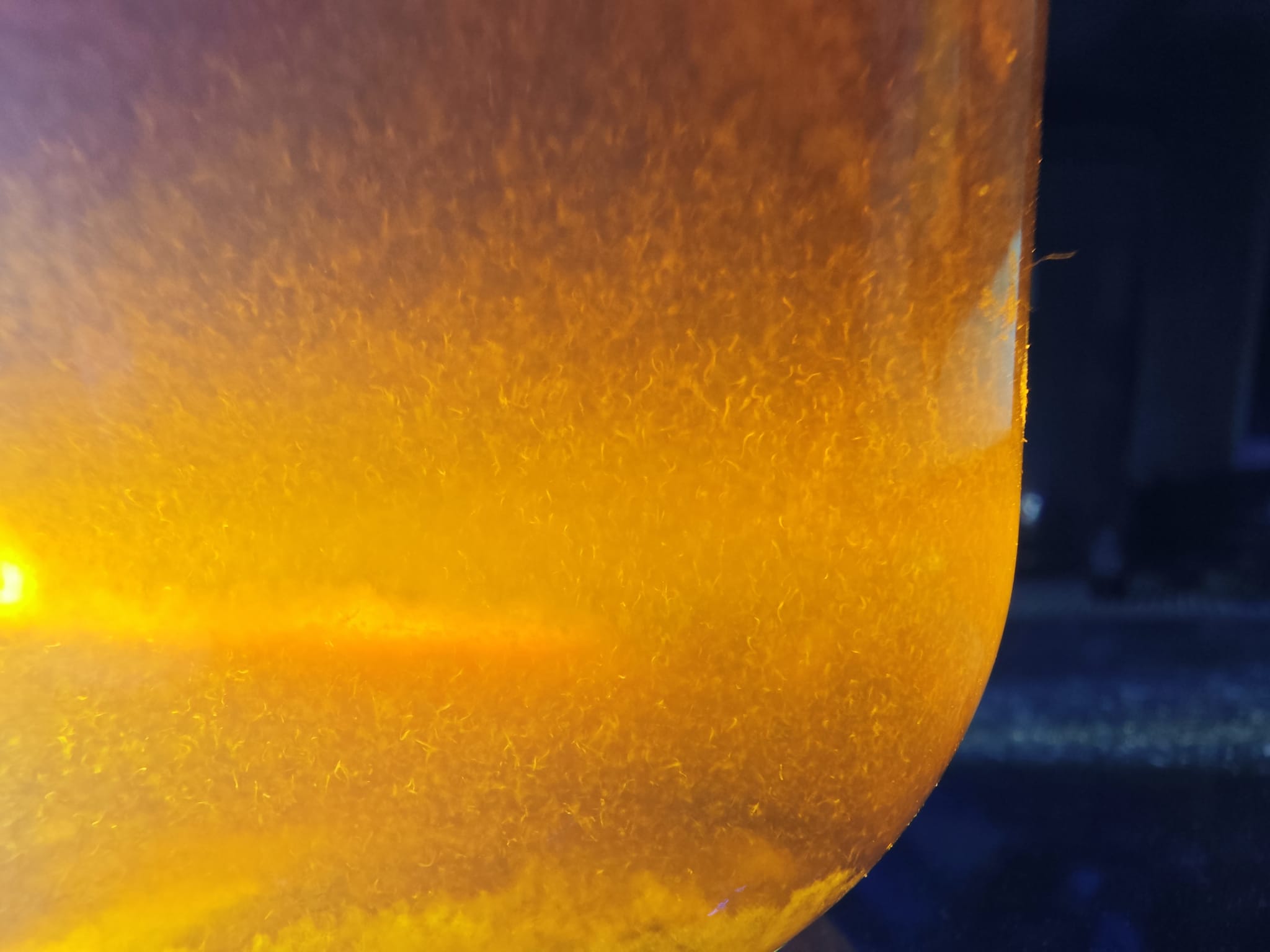 Essigälchen züchten - Turbatrix aceti Ansatz ohne Hefe