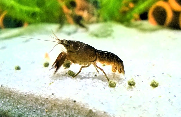 Texanischer Zwergflusskrebs - lat. Cambarellus texanus  Texanischer Zwergflusskrebs - lat. Cambarellus texanus