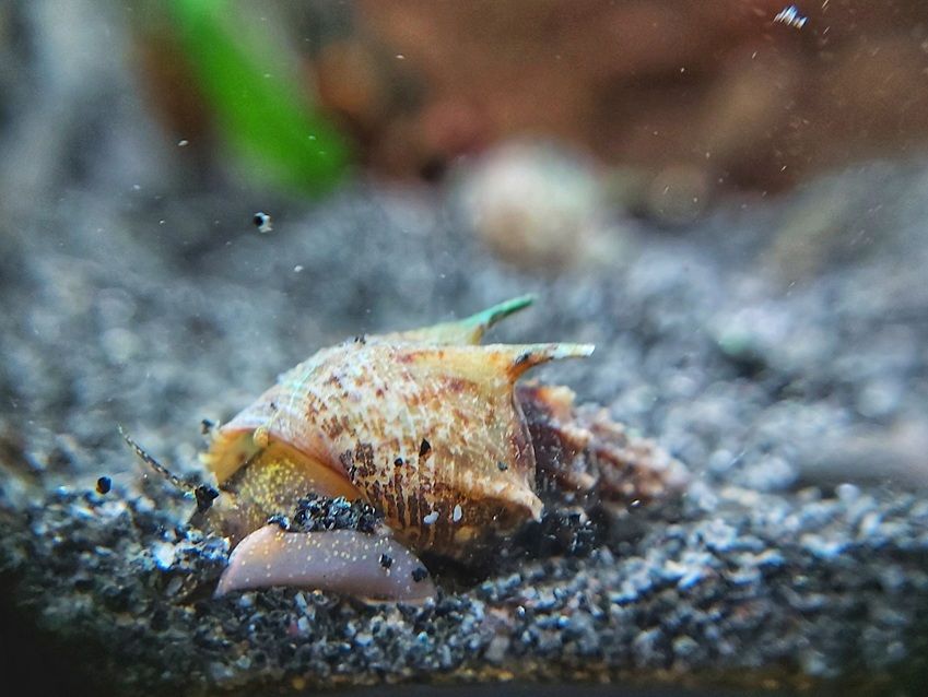 Stachel Turmdeckelschnecke - lat. Thiara scabra 