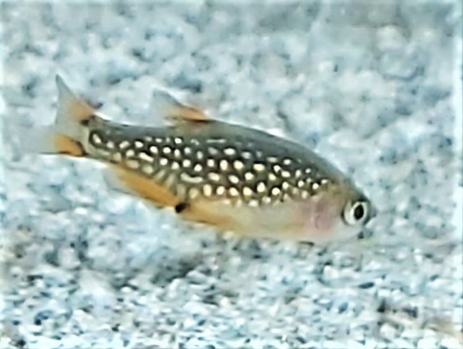 Perlhuhnbärbling - lat. Danio margaritatus